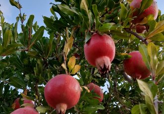 آغاز برداشت یاقوت سرخ از باغات انار شهرستان استهبان