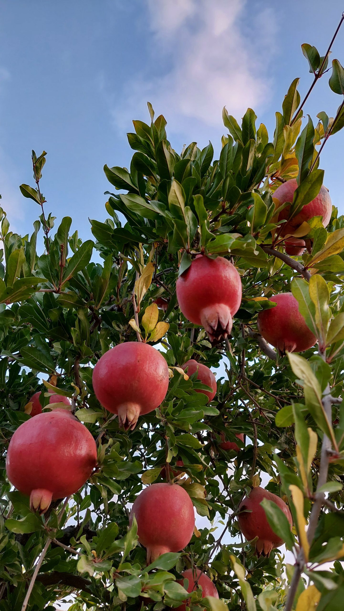 آغاز برداشت یاقوت سرخ از باغات انار شهرستان استهبان