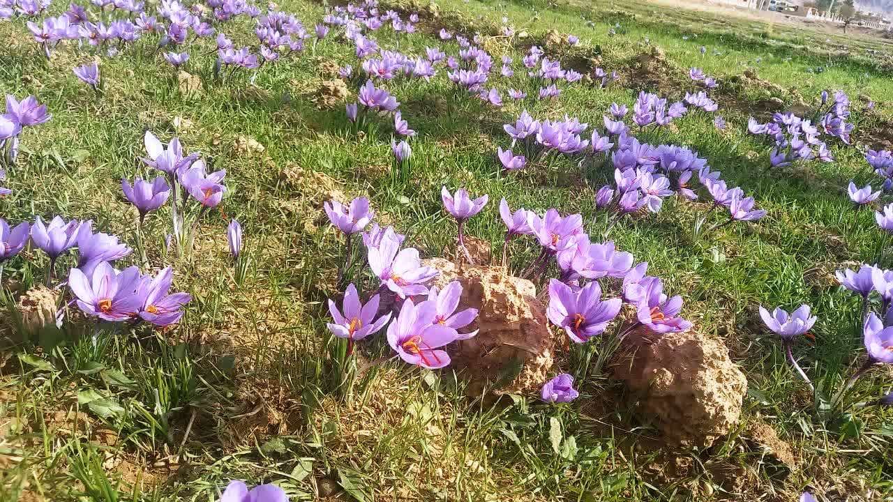 آغاز برداشت طلای سرخ استهبان قطب تولید زعفران فارس