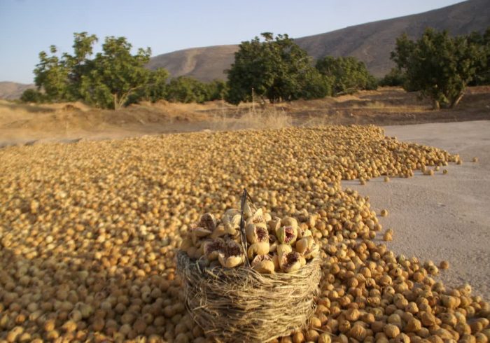 برداشت انجیر از نظام میراثی مهم جهانی در شهرستان استهبان آغاز شد