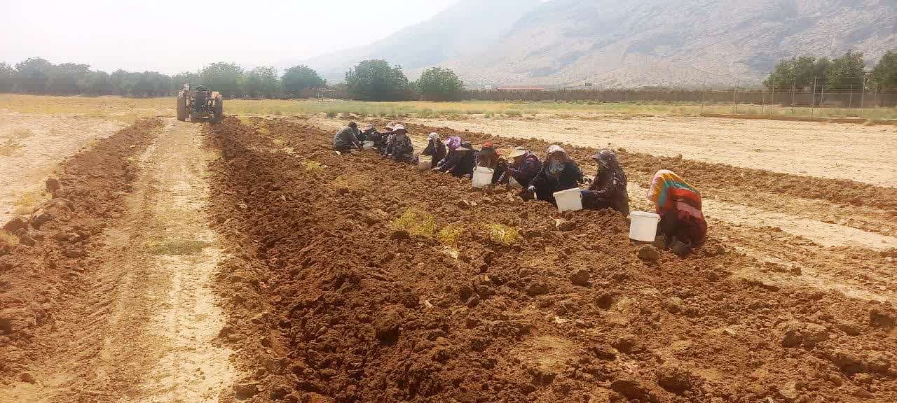 توسعه ۵ هکتاری کشت زعفران در شهرستان استهبان