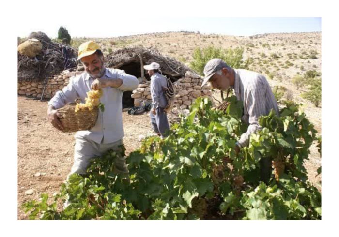 پایان برداشت انگور دیم در شهرستان استهبان