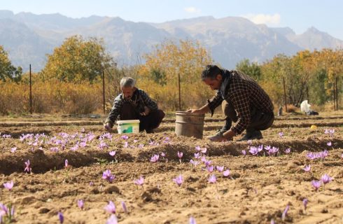 برداشت زعفران طلای سرخ استهبان به پایان رسید 