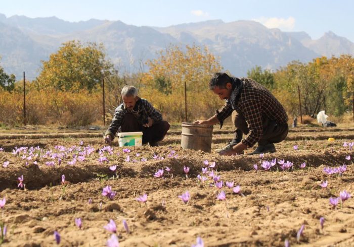 برداشت زعفران طلای سرخ استهبان به پایان رسید 